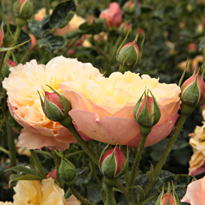 Pоза Наталия™ - оранжев - Носталгични рози